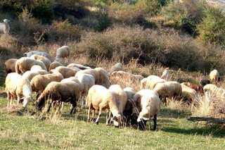 Ευρεία σύσκεψη στο δήμο Ζίτσας για την κατανομή των βοσκοτόπων και τις αγροτικές ενισχύσεις