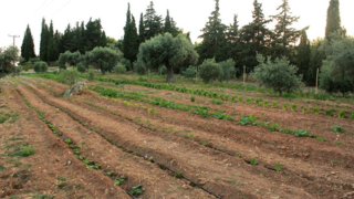 Έως τις 08/08/2018, παρατείνεται η εξαγορά εκτάσεων δασικού χαρακτήρα που εκχερσώθηκαν πριν το 1975 με σκοπό την γεωργική εκμετάλλευση