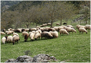 Παράταση Καταβολής Ενοικίων για Βοσκοτόπια